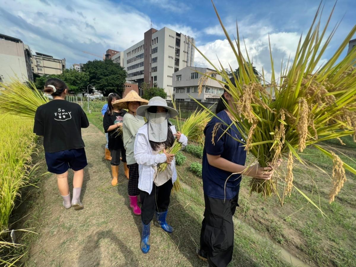 食用作物學水稻實習課程
