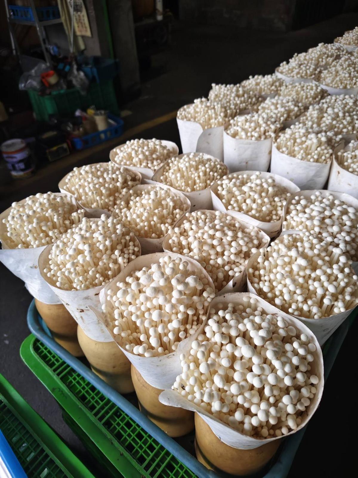 114/12/19學生參訪戴養菌園農場